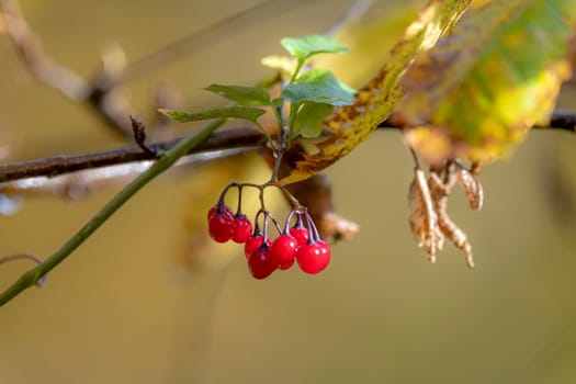 Red berries on a cluster of autumn foliage against a blurred green background