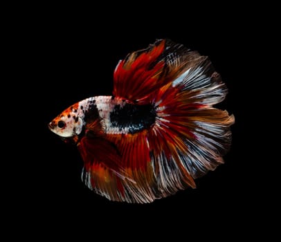 Siamese fighting fish or Betta splendens fish, popular aquarium fish in Thailand. Multicolor half moon tail betta fighting fish motion isolated on black background