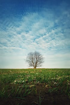 Barren lone tree in the spring field with growing wheat sprouts. Idyllic rural nature, seasonal scene