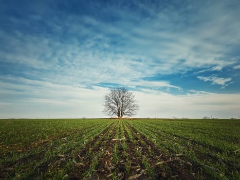 Barren lone tree in the spring field with growing wheat sprouts. Idyllic rural landscape, seasonal scene