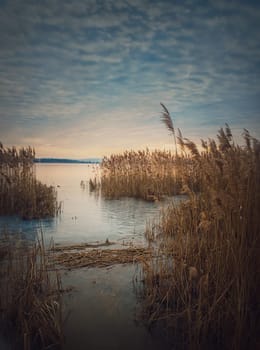 Dry reed in the frozen lake over sunset sky background. Winter landscape near pond, silent evening scene