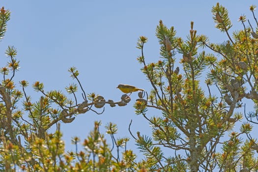 A Nashville Warbler Sitting in a Pine Tree at Whitefish Point in Michigan