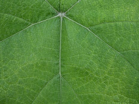 Close up of a green leaf. Full frame leaf, with prominent veins.