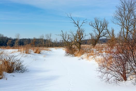 Frozen Wetland in a Blanket of Snow in Morane Hills State Park in Illinois