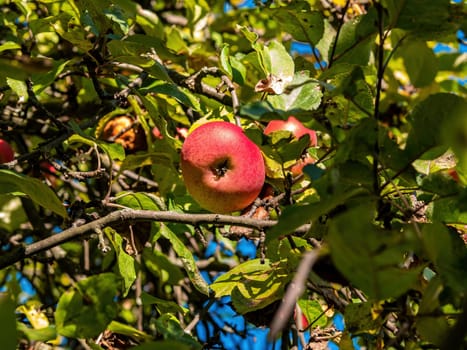 Red apple in green leaves of tree branches. Red Apple. Harvest orchard. Agricultural business. Farm harvest. Vegetarian food. Raw food. Product label. Nice background image.