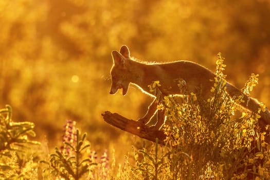 Red fox with open mouth standing on tree trunk in sunset strong backlight.