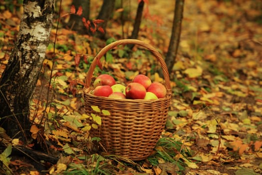 wicker basket full of ripe red apples on fallen autumn leaves, still life