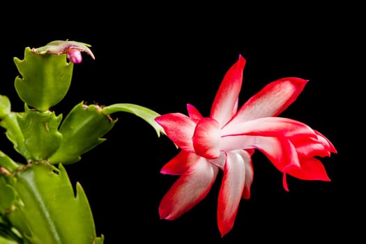 Macro view of Christmas Cactus (lat: Schlumbergera) blossom isolated on black.