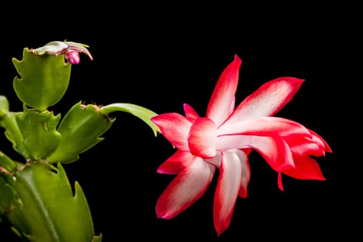 Macro view of Christmas Cactus (lat: Schlumbergera) blossom isolated on black.