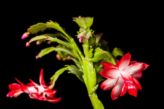 Close-up view of the flowers of a Christmas cactus (lat: Schlumbergera) isolated on black.