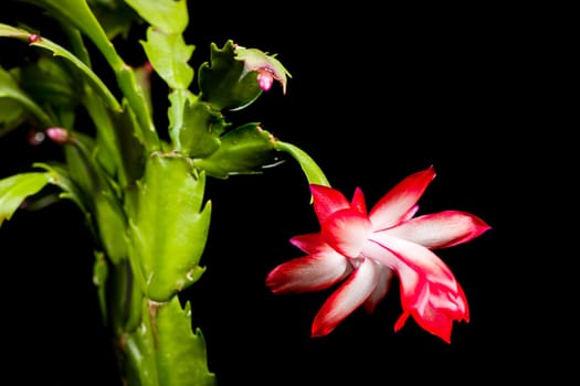 Nahansicht der Blüte eines Weihnachtskaktus (lat: Schlumbergera) isoliert auf Schwarz.