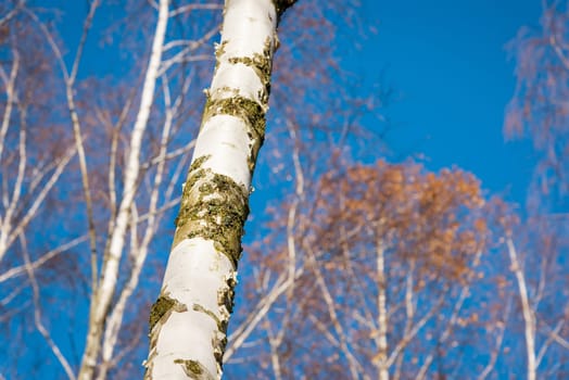 birch trees in winter with blue sky