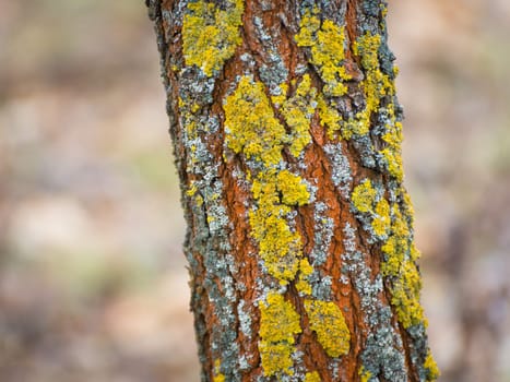 Mossy bark texture