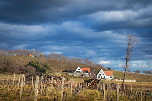 Vineyards at the hills of Neckenmarkt Austria in Winter