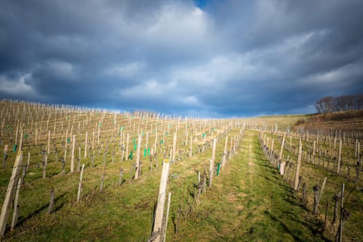 Stormy weather at vineyards in Burgenland