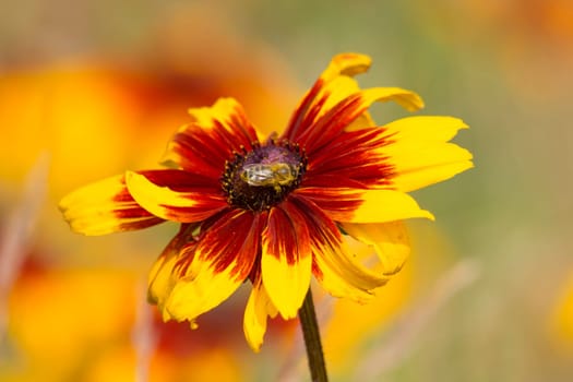 rudbeckia flowers in the meadow