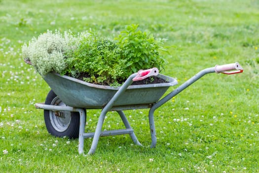 wheelbarrow with herbs in a garden
