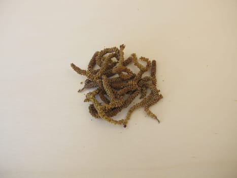 Dried hazel catkins, hazel flowers from hazel bush for herbal tea