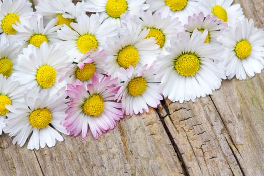 daisies flowers on wooden background
