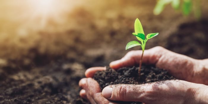 Woman hands taking care of a seedling in the soil. New sprout on sunny day in the garden in spring