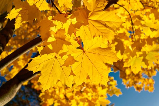 Leaves of a Norway maple (Acer platanoides) with autumn yellow coloration in the back light