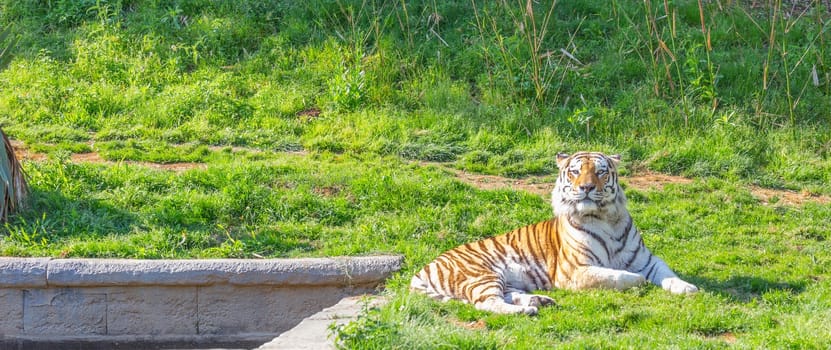 Angry tiger in a wildlife zoo - one of the biggest carnivore in nature.