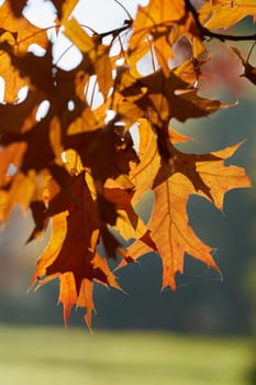 Leaves of a scarlet oak (Quercus coccinea) with reddish coloration in a park in Germany in autumn