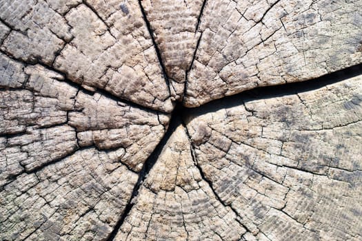 Wood texture background. Closeup of a old cut tree trunk with cracks and annual rings. Vintage style of wooden backdrop. Macro.