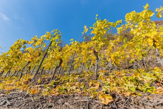 moselle valey - landscape in germany