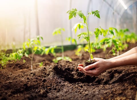 Human hands planting sprouts of tomatos in greenhouse. Concept of farming and planting.