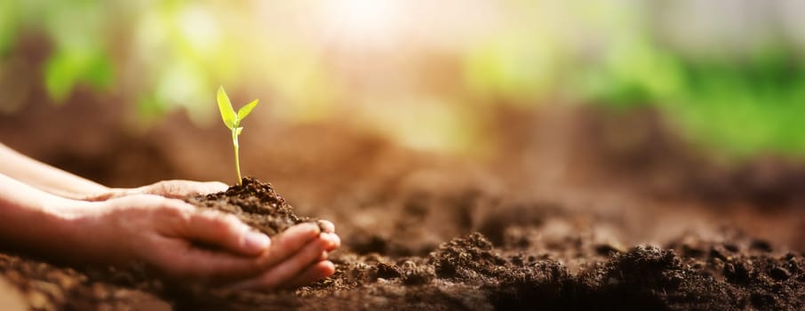 Human hands taking care of a seedling in the soil. New sprout on sunny day in the garden in summer