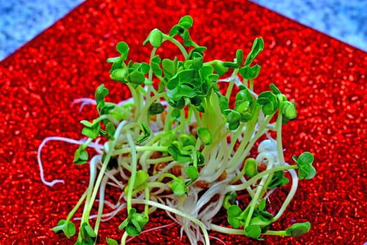 sprouts on a red enamelled plate