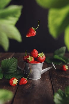 Fresh wet sweet strawberries levitation in watering can on wooden background table, black wall, green leaves, water drops. Freshness, summer concept wallpaper. Eco, bio farm fruits concept in low key