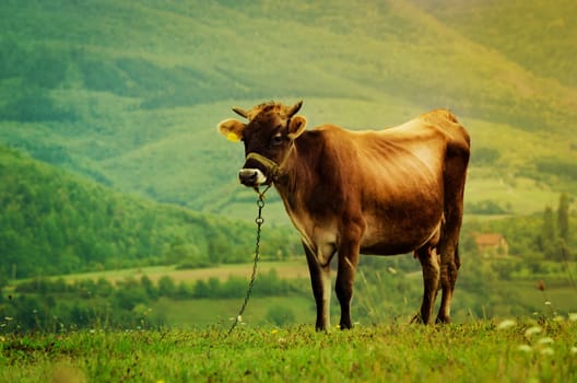 Cow in the green field