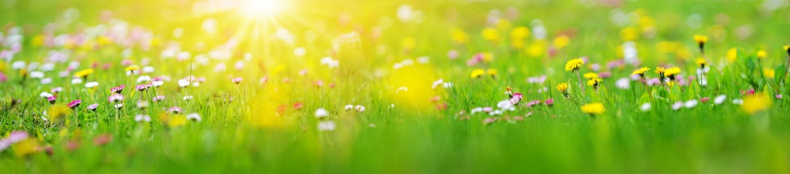 Meadow with lots of white and pink spring daisy flowers and yellow dandelions in sunny day. Nature floral background in early summer with fresh green grass