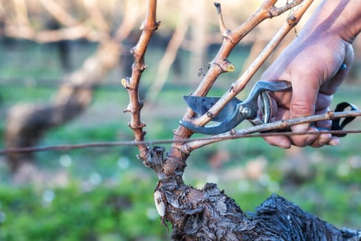 Close-up of a winegrower hand. Prune the vineyard with professional steel scissors. Traditional agriculture. Winter pruning, Guyot method.