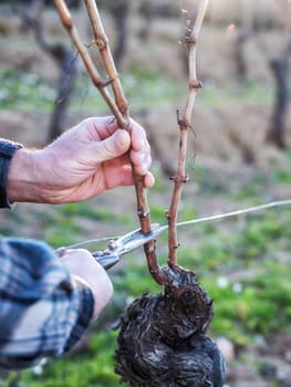 Close-up of a winegrower hand. Prune the vineyard with professional steel scissors. Traditional agriculture. Winter pruning, Guyot method.