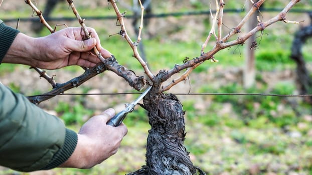 Close-up of a winegrower hand. Prune the vineyard with professional steel scissors. Traditional agriculture. Winter pruning, Guyot method.