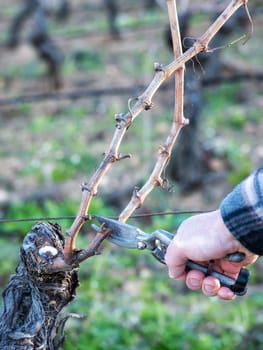 Close-up of a winegrower hand. Prune the vineyard with professional steel scissors. Traditional agriculture. Winter pruning, Guyot method.