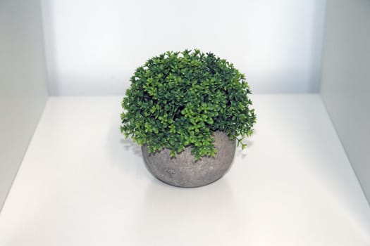 A green isolated artificial bush with a grey vase on a white shelf