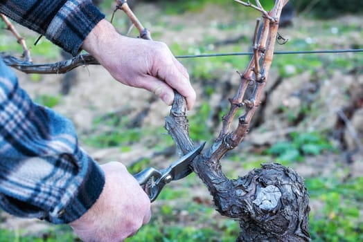 Close-up of a winegrower hand. Prune the vineyard with professional steel scissors. Traditional agriculture. Winter pruning, Guyot method.