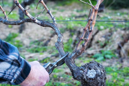 Close-up of a winegrower hand. Prune the vineyard with professional steel scissors. Traditional agriculture. Winter pruning, Guyot method.