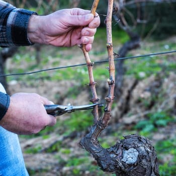 Close-up of a winegrower hand. Prune the vineyard with professional steel scissors. Traditional agriculture. Winter pruning, Guyot method.