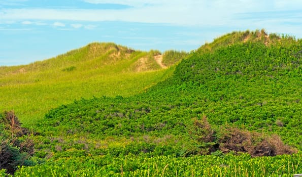 Verdant Vegetation on Coastal Sand Dunes on Cavendish Beach in Prince Edward Island National Park in Canada