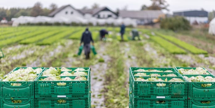 Letuce heads in wooden baskets after manual harvest on organic letuce farm. Agriculture and ecological farming concept