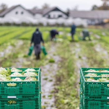 Letuce heads in wooden baskets after manual harvest on organic letuce farm. Agriculture and ecological farming concept
