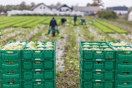 Letuce heads in wooden baskets after manual harvest on organic letuce farm. Agriculture and ecological farming concept