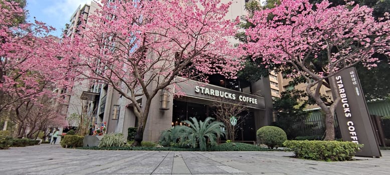 linkou, Taiwan - Jan 31, 2022 : Starbucks in linko, New Taipei City, Taiwan during springtime with full bloom sakura tree..