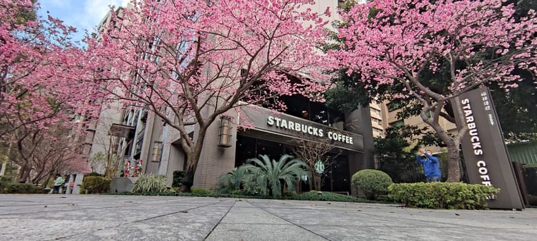 linkou, Taiwan - Jan 31, 2022 : Starbucks in linko, New Taipei City, Taiwan during springtime with full bloom sakura tree..
