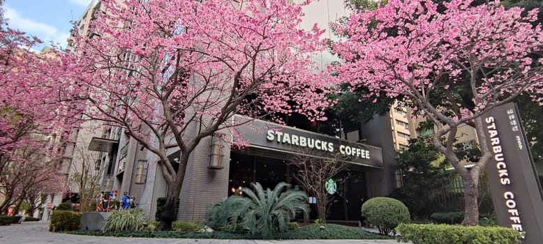 linkou, Taiwan - Jan 31, 2022 : Starbucks in linko, New Taipei City, Taiwan during springtime with full bloom sakura tree..